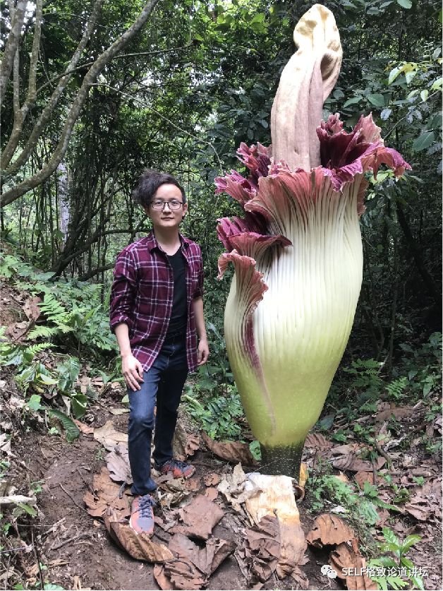 水果界的"李佳琦,吃遍3000多种水果,哪种最好吃|杨晓洋