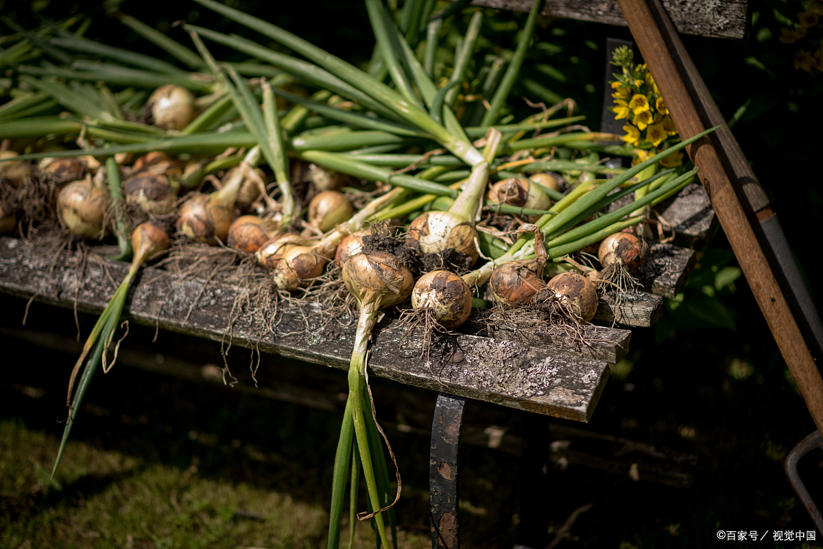 野蒜(小根蒜)的功效与作用