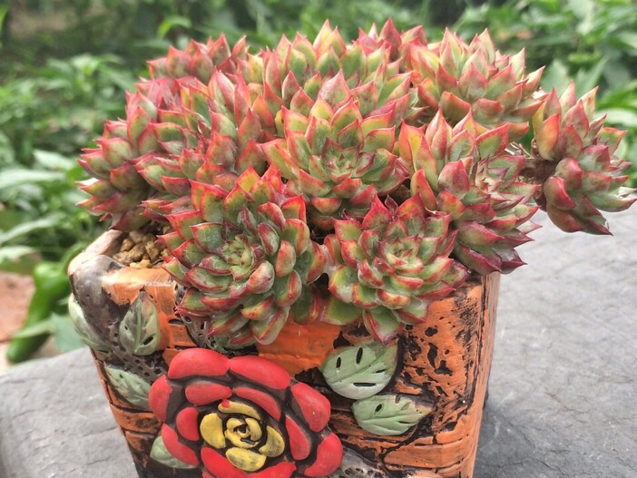 女雏多肉,公认的爆盆专业户,轻轻松松长满盆,新手也能养得很好