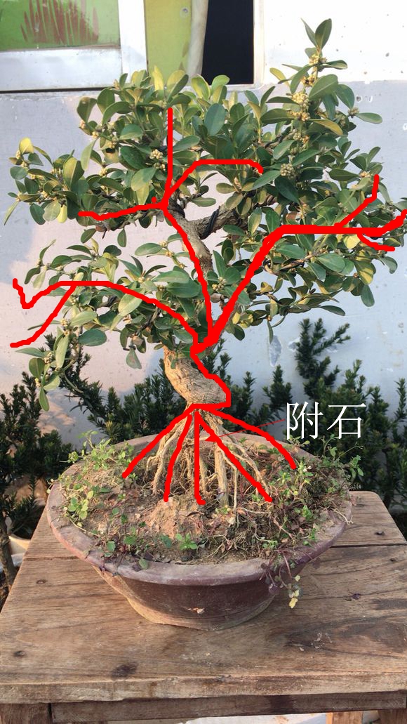 这个提根黄杨盆景造型如何?该怎么整改呢?求盆景高手鉴赏点评!