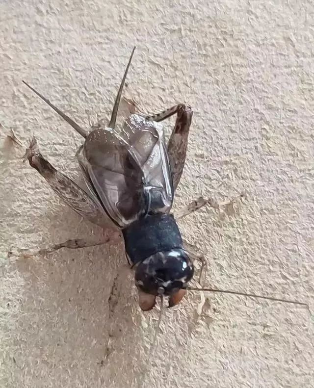 蟋蟀青虫斗丝图片图片