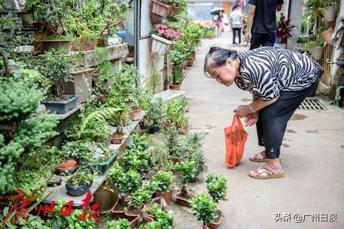 花地湾花鸟鱼虫市场正式开拆