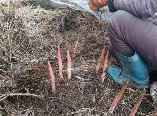 农村草垛里长的宝贝了,很多人都不认识