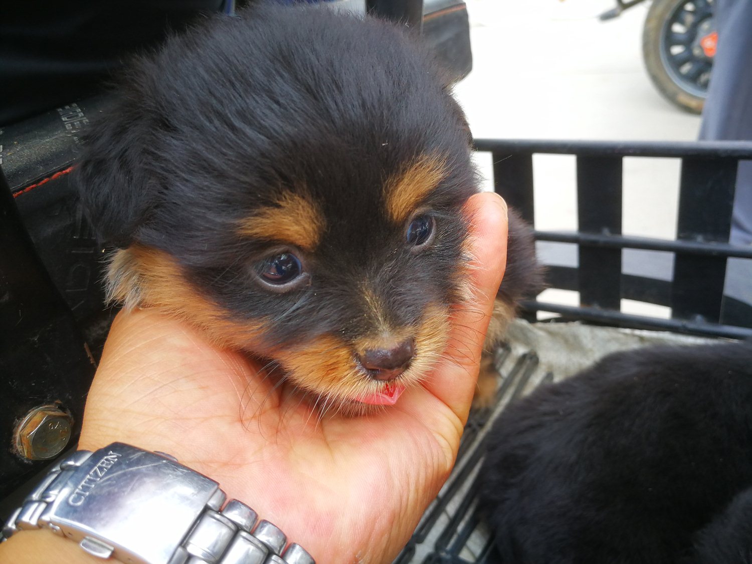 狗市上的极品小土狗,一只四眼铁包金,一只四蹄踏雪,镇宅旺主