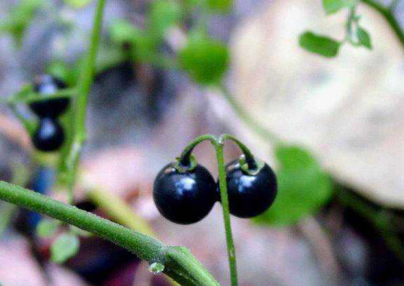 农村名叫黑天天的果子,别名叫天茄子,你知道它的功效和作用吗?