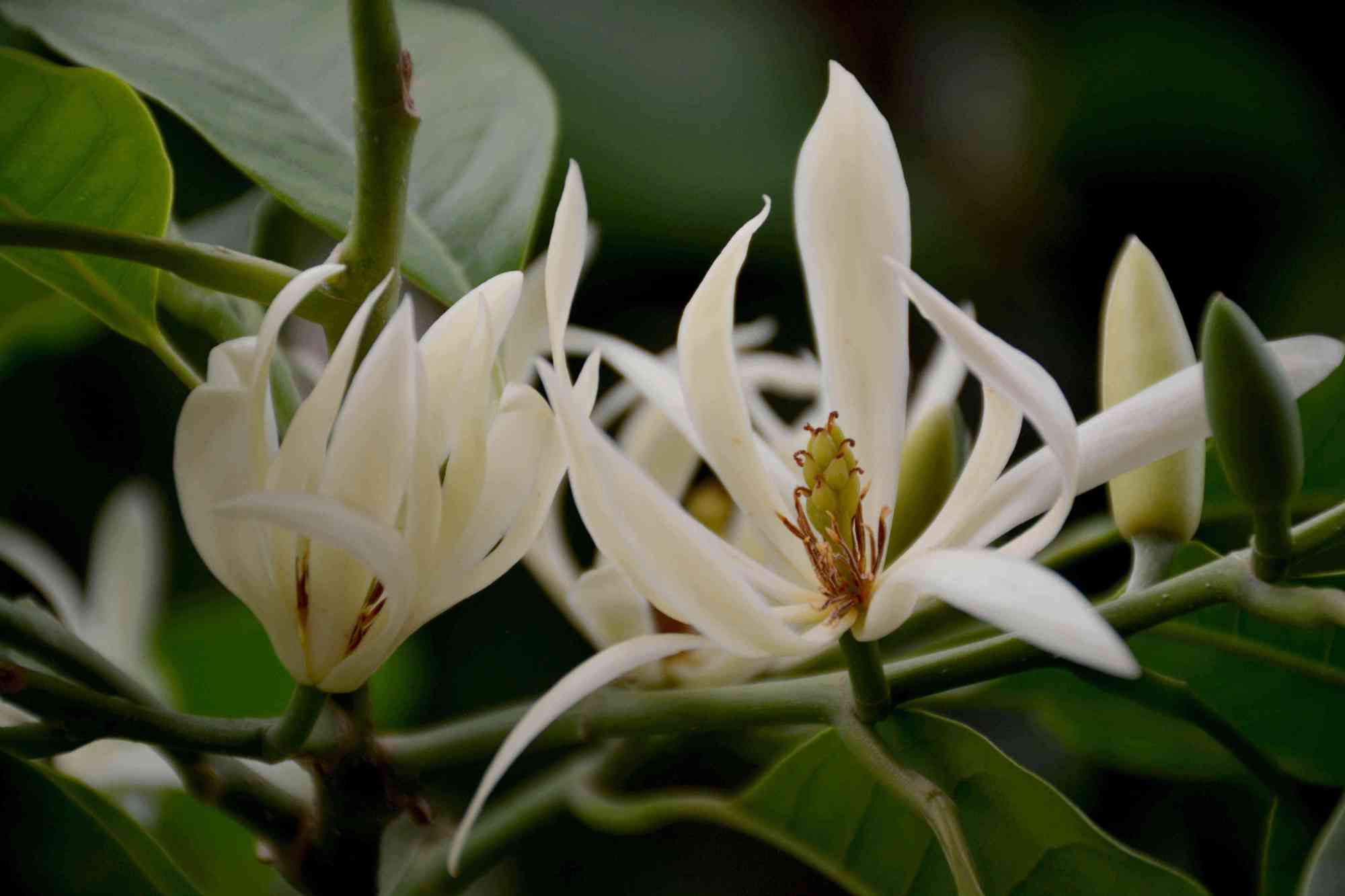 香味濃郁的白蘭花,很受大家的喜愛,家庭養殖白蘭花難不難呢