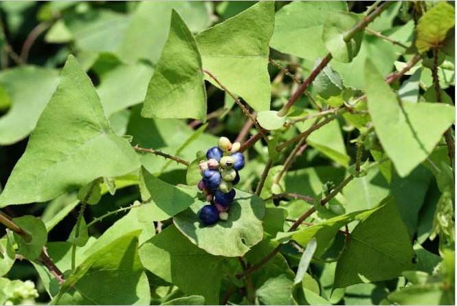 山里这野草,蛇见了都害怕,人称"五毒草",民间用它治蛇咬伤