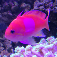  過背金龍魚燈最簡單三個步驟的圖片大全 龍魚論壇 第30張