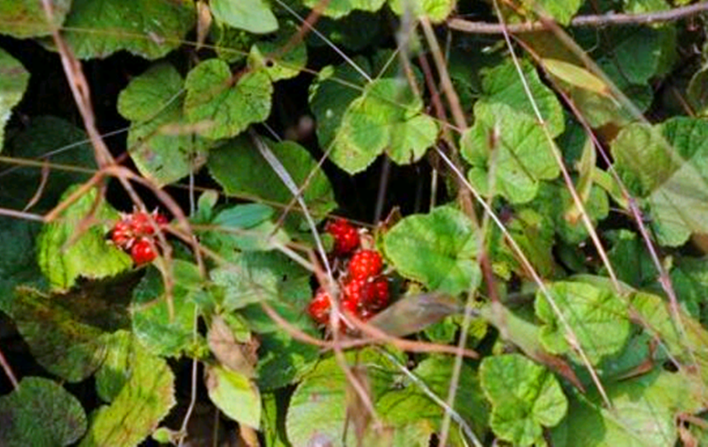 秋冬季的这些农村野果,在城市里基本难吃到!