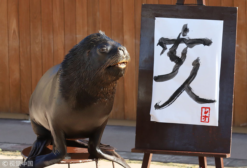 日本横滨水族馆海狮表演"书法"绝活 庆祝农历猪年到来