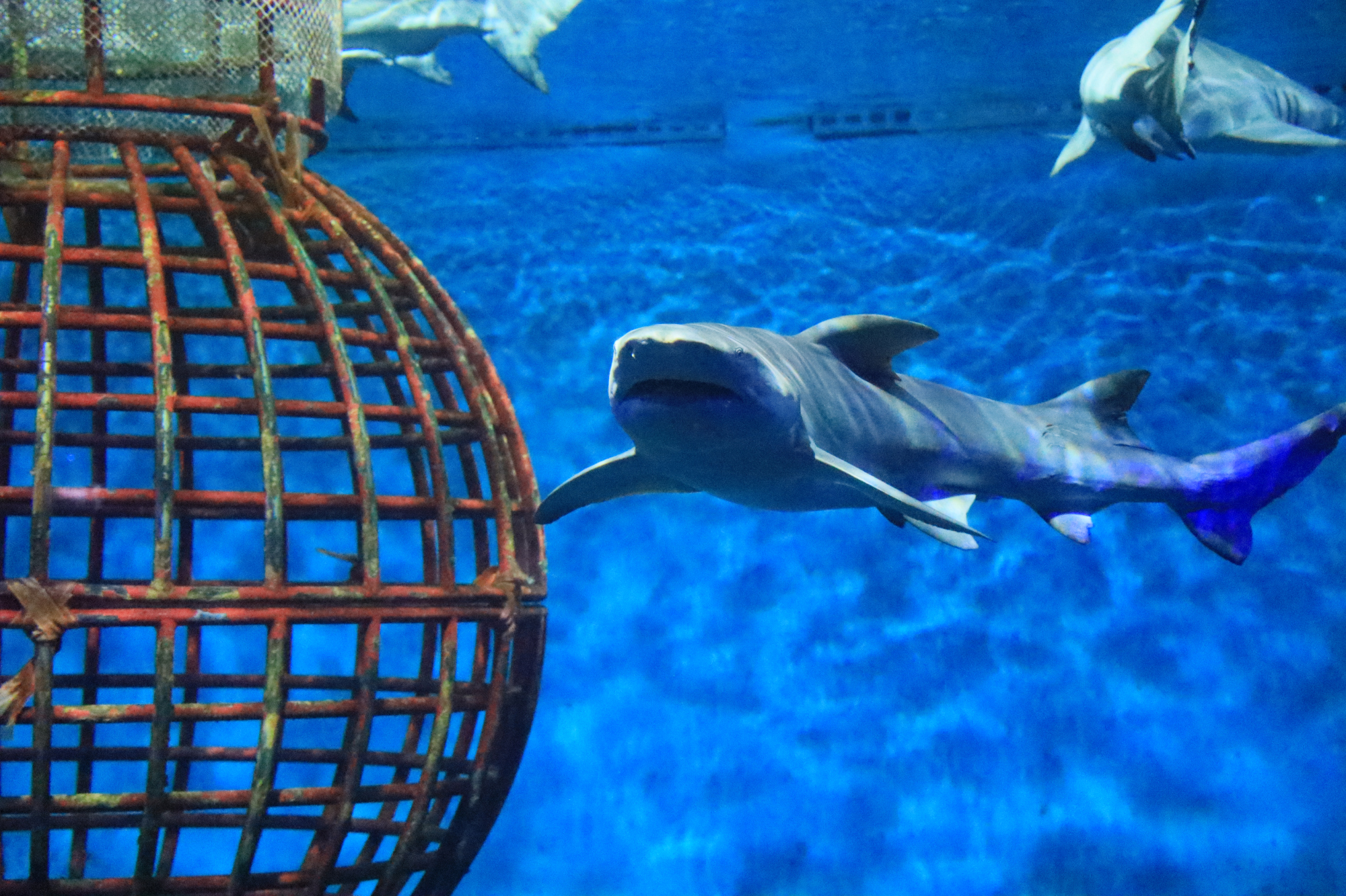 大连:圣亚海洋世界深海世界,凶猛的大鲨鱼