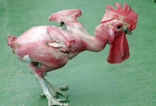 欧洲转基因培育出无毛鸡,深受大众喜爱,食用方便不用退毛