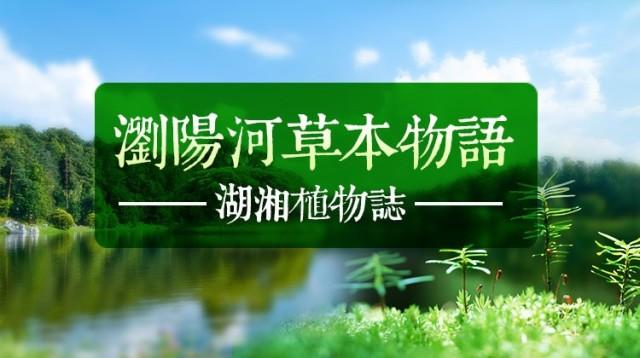 湖湘植物志丨浏阳河草本物语·它有个名叫"张大人花"