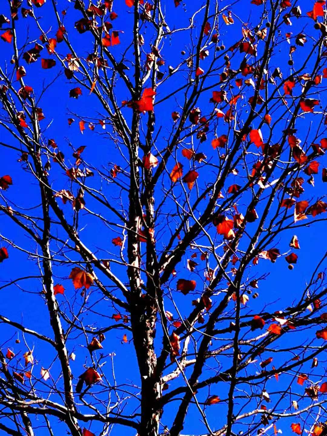 霜天万里,寒烟寥廓,绚烂的树叶即将飘落,它们开始一片一片敲打着冬天