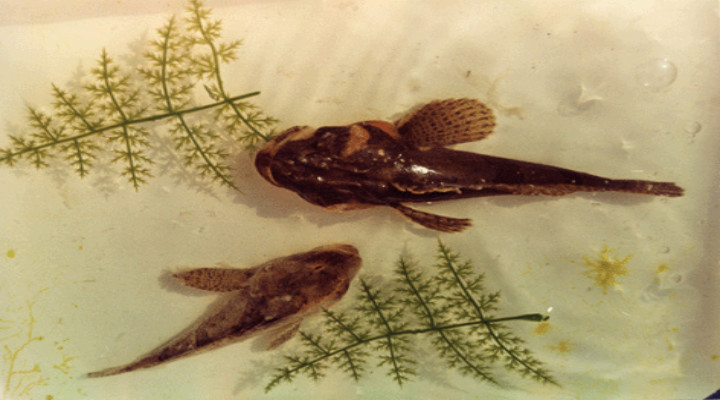 名冠天下的四腮鲈鱼,如今成为二级保护动物,到底有着何种魅力