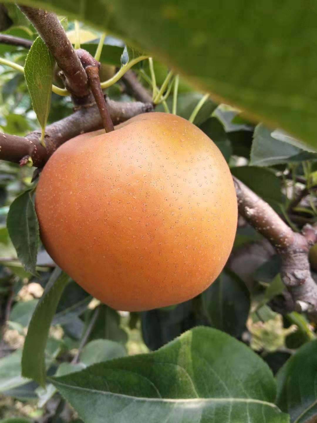 百度爱采购首页 商品专题_梨日本梨品种,果实近圆形,中晚熟,9月上旬