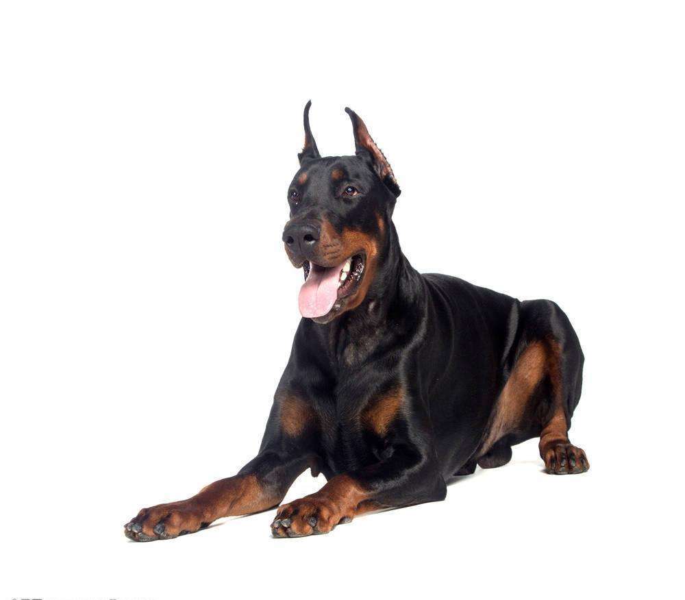 它是天生的警卫犬,聪明,敏感,是犬类中气质最高贵的一种