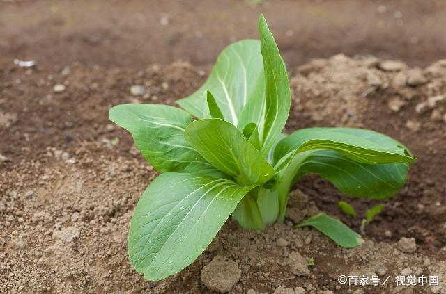 大白菜生長主要分為幾個階段?各時期有什麼發育特徵?