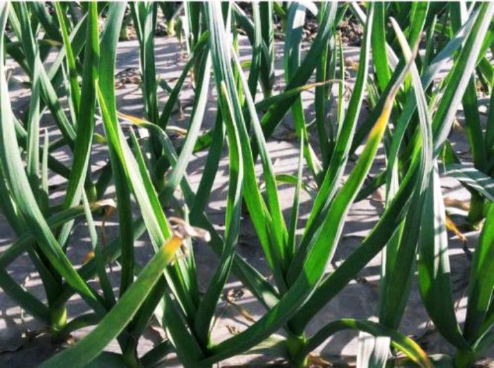 天蒜- 优质问答专区