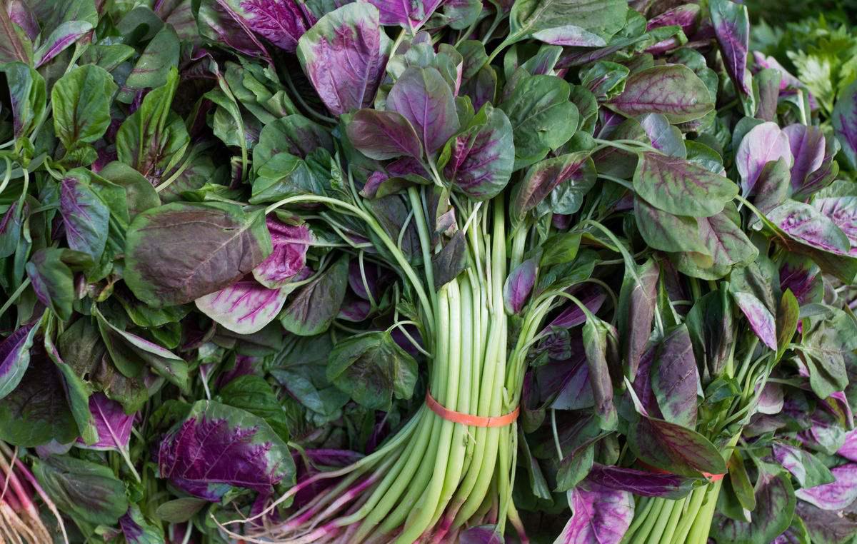 苋菜- 热门商品专区