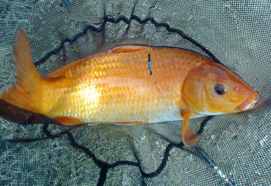 秋季野钓用蓝鲫该如何搭配?加上这2款饵料,入水状态极好