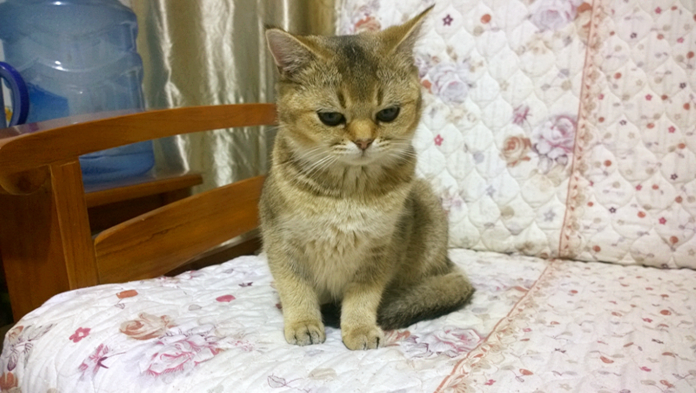 半岁大金渐层猫,有一天发现它偷肉吃,主人很纠结,该