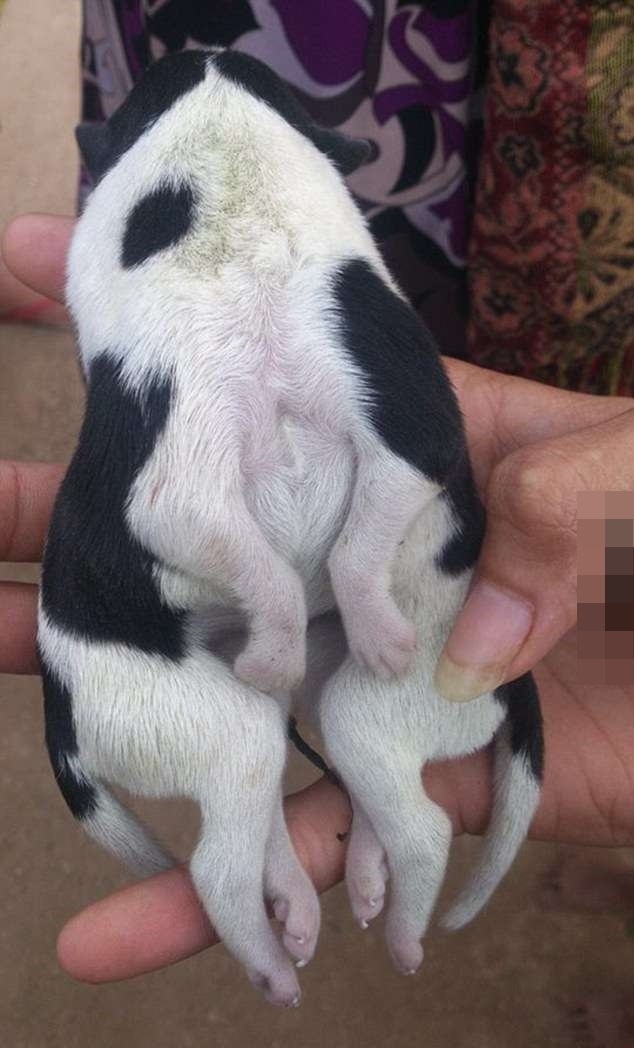 太平洋小岛上诞生了一只蜘蛛狗