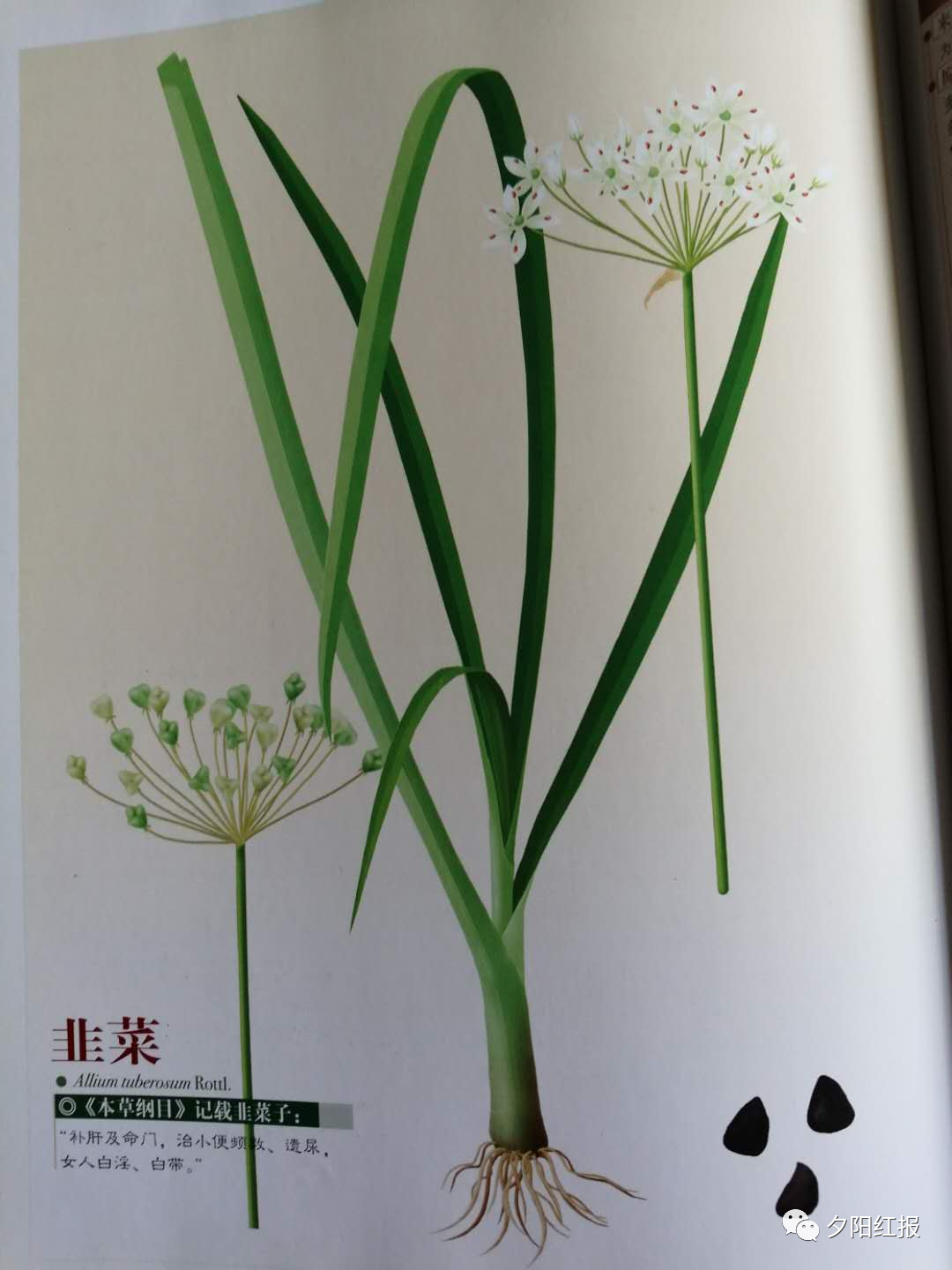 「王景云咏物诗十首」风吹雨润水飞蓟,叶茂花妍现美姿