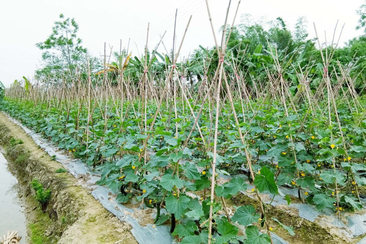 露地黄瓜怎么种,高产栽培技术介绍