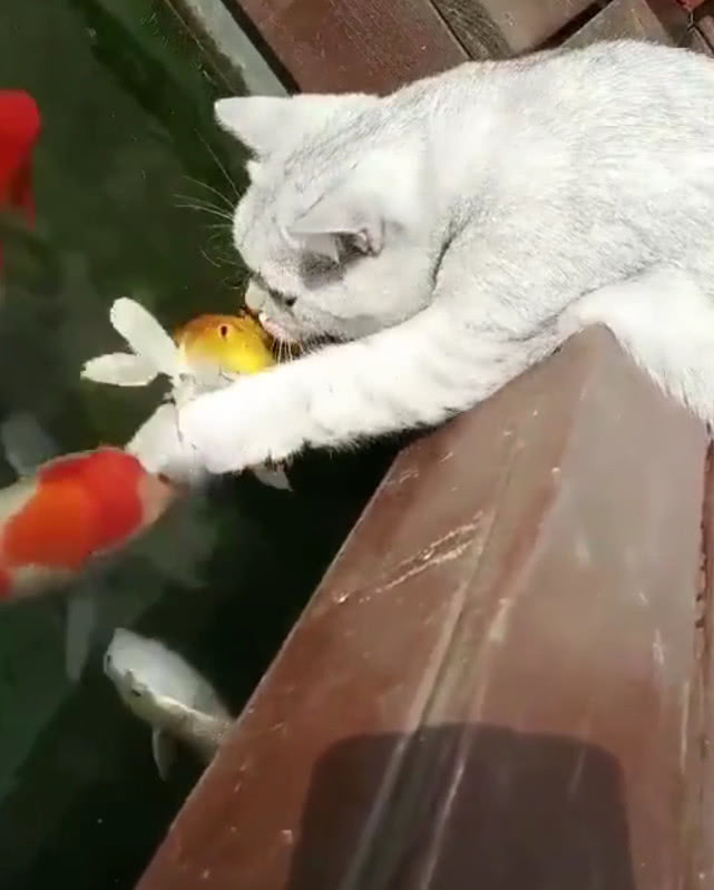 抖音"精灵"猫咪,就爱和鱼玩,还发生这神奇一幕,有精灵神力?