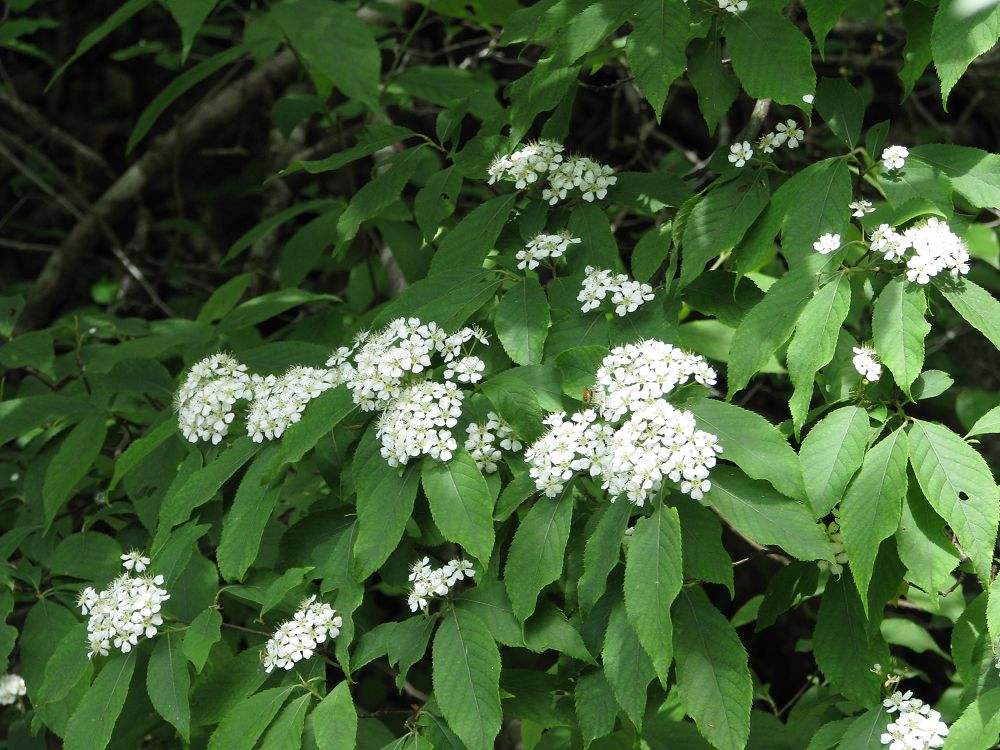 石楠花的味道如此"迷人",为什么还要种它?