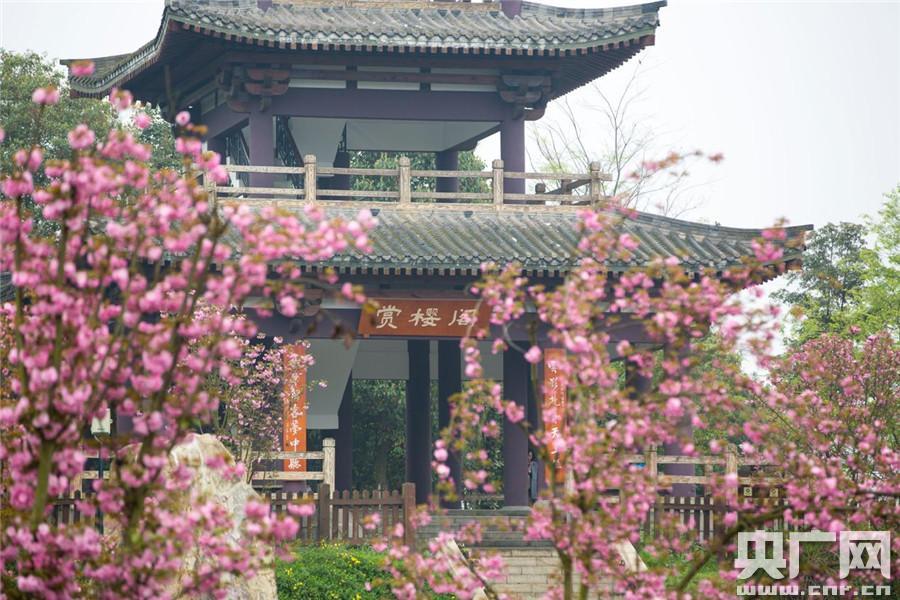 成都青白江樱花节迎来盛花期 首次实施免费入园