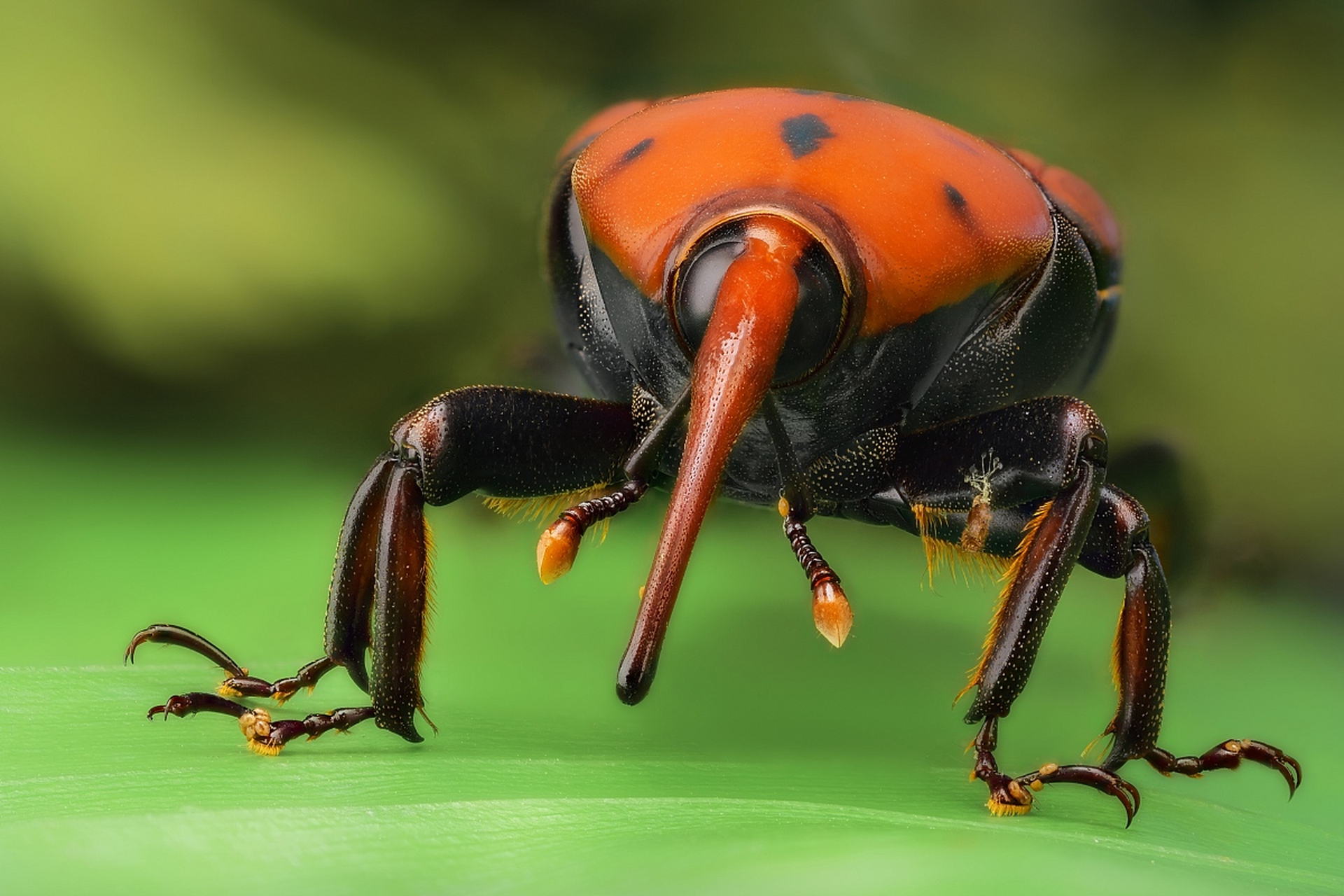 动物趣图# 象鼻虫,又叫笋子虫,鼻子长长质地坚硬,小时候经常去竹林里