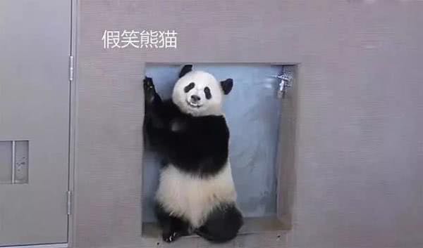 大熊猫企图"越狱",没想到被饲养员抓个现行,小表情太尴尬!