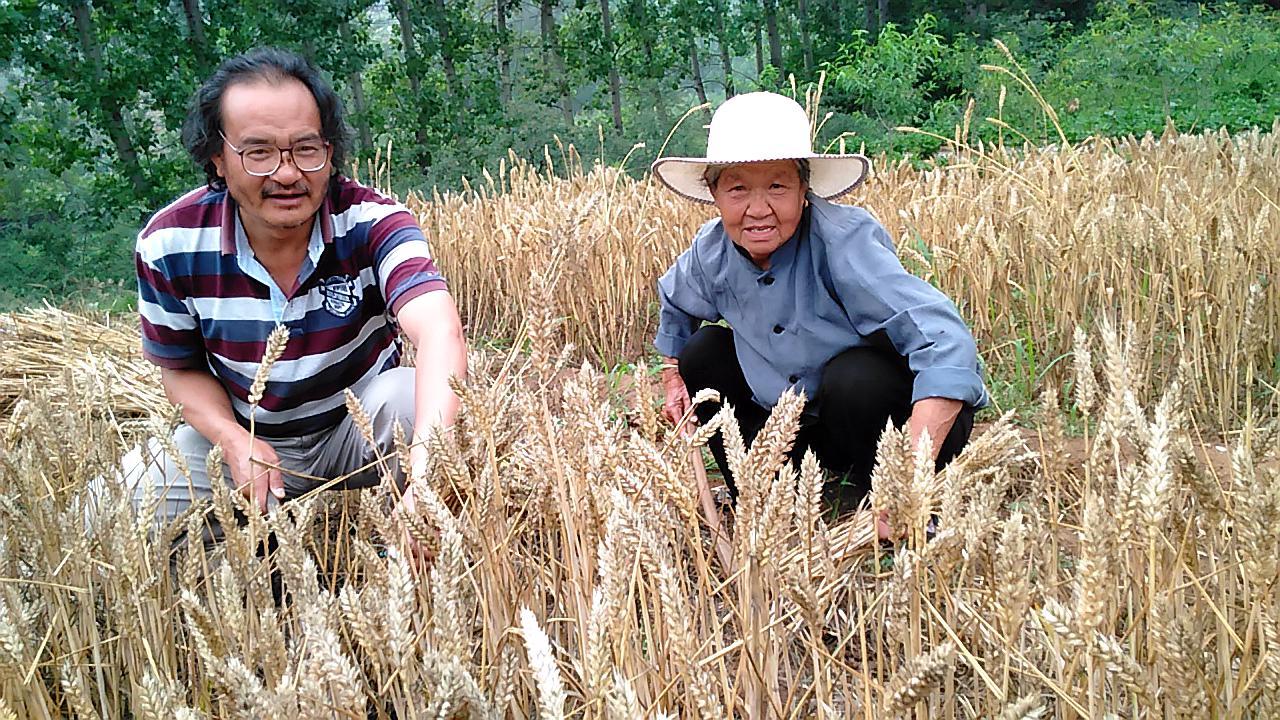 春耕秋收何时了 往事知多少-我的春耕秋收图