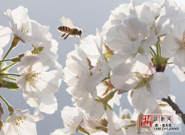 景宁:鹤溪河畔樱盛开