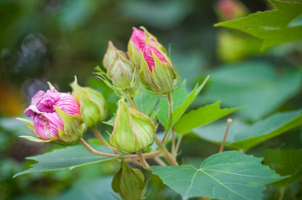 这种野花叫芙蓉花,芙蓉是一种锦葵科,木槿属植物,学名木芙蓉,别名有