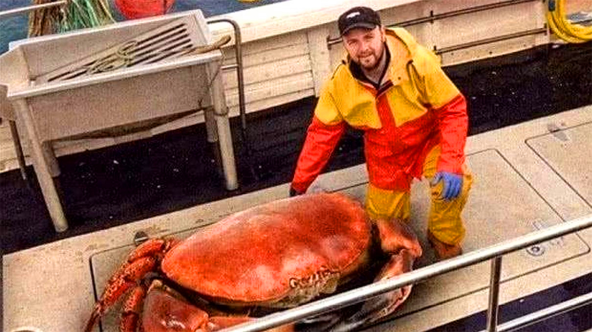 海洋里最大的螃蟹,堪称蟹中皇帝,体重达72斤一只至少2000元!
