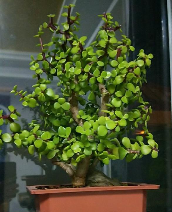 金枝玉叶什么时节适合换盆?什么时节适合修剪?你了解多少?