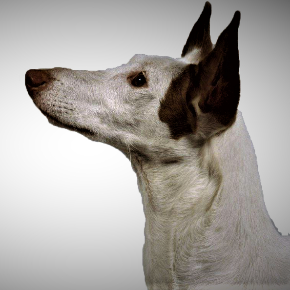 top4.伊维萨猎犬