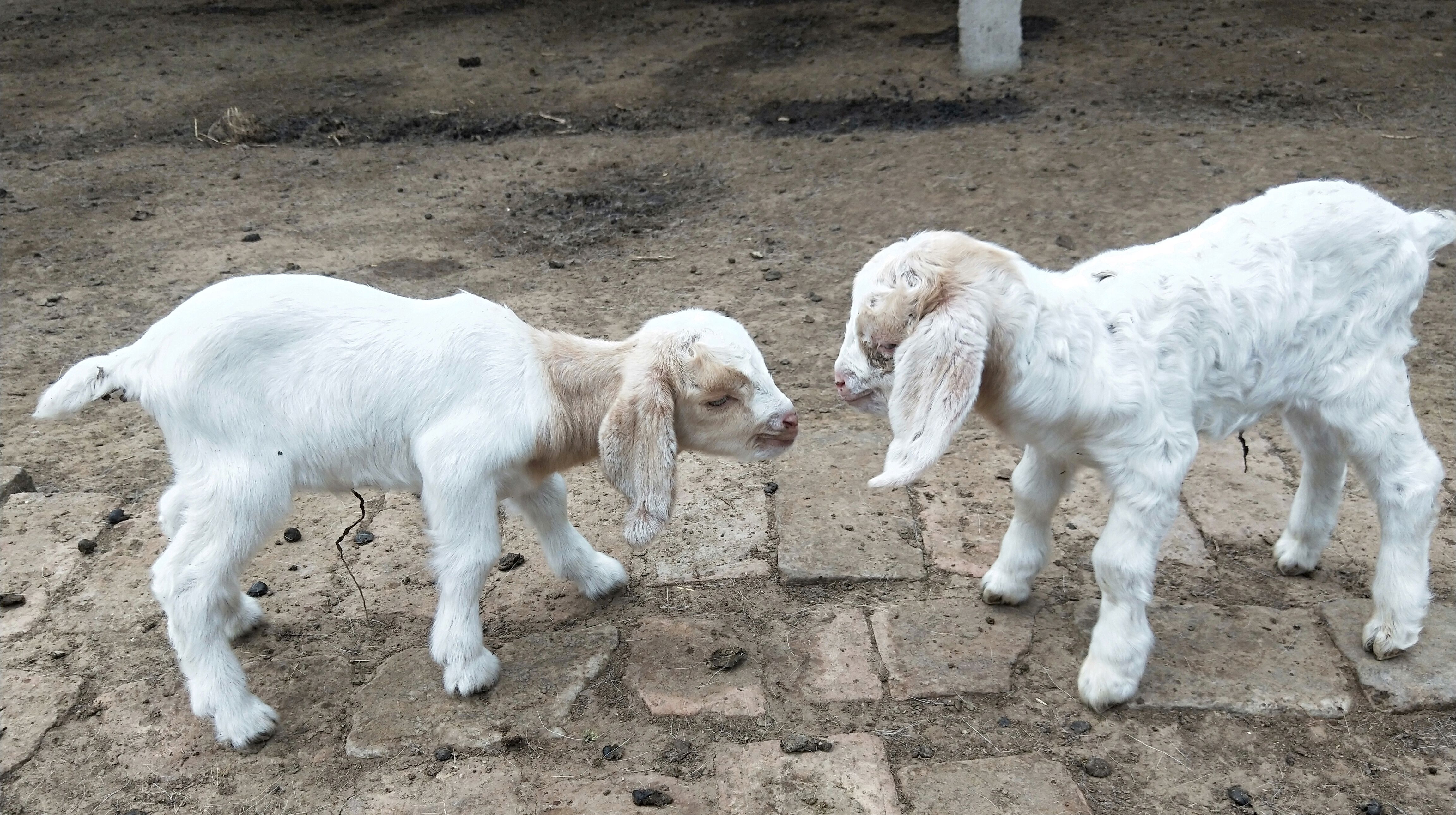 刚出生的小羊羔,非常的可爱,是双胞胎吗?