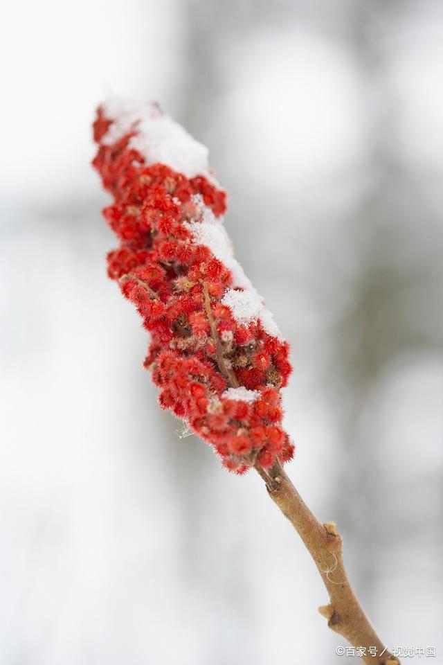 冰雪花火炬图片