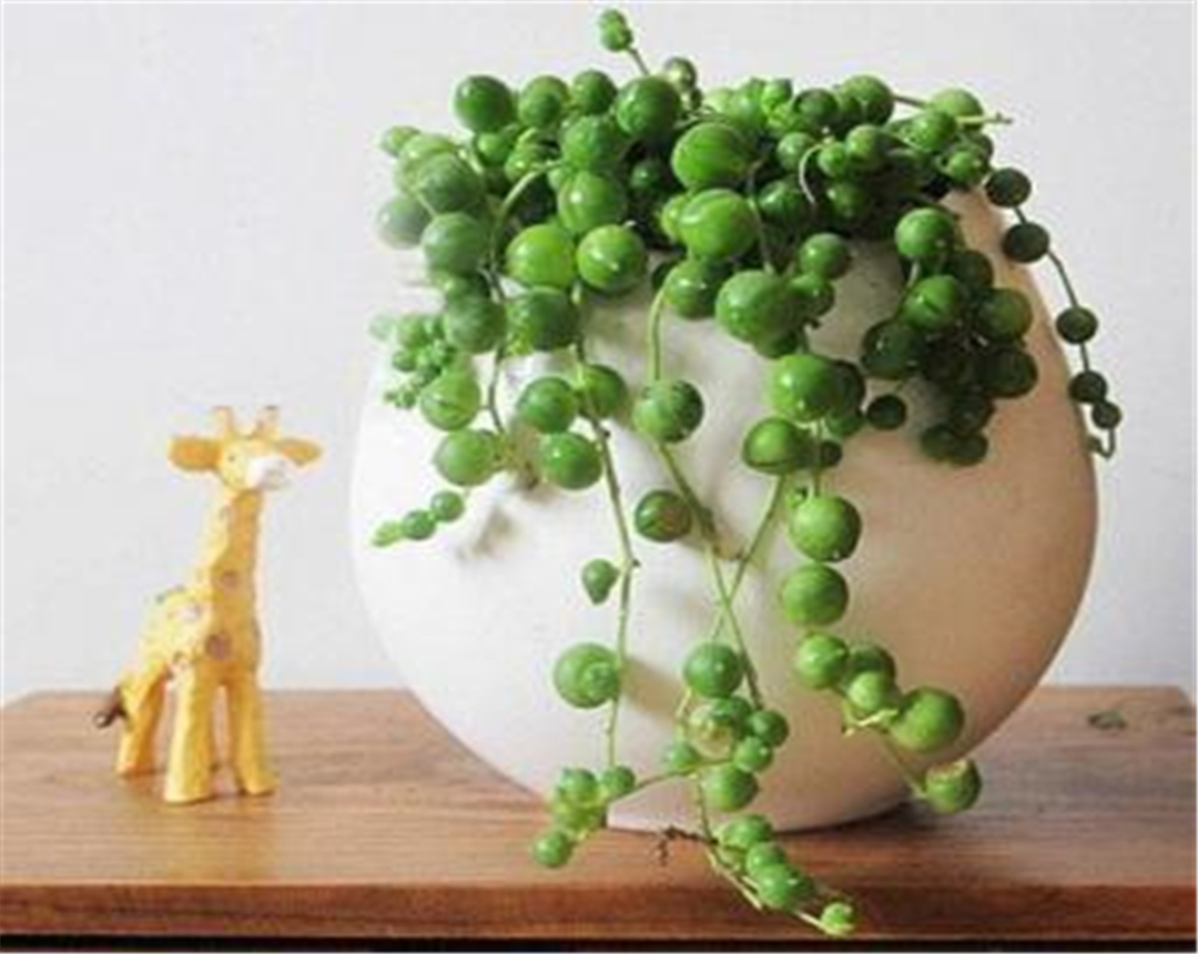 关于珍珠吊兰的水培方法,了解一下几点,轻松养殖爆盆