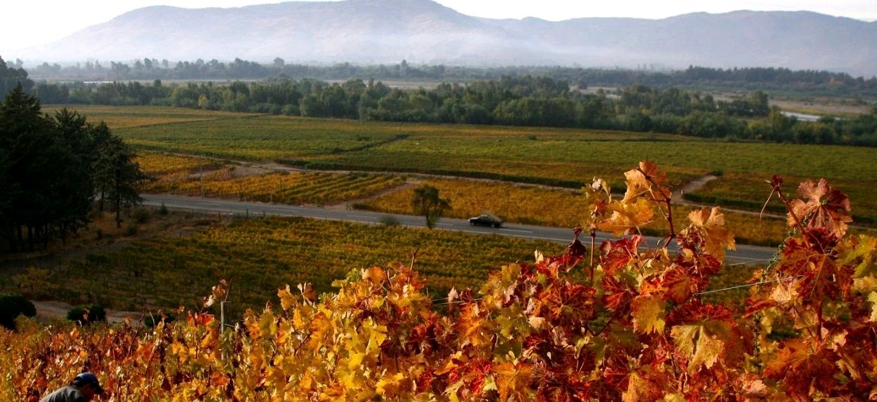 central valley子产区——maule valley莫莱山谷/ 马乐山谷