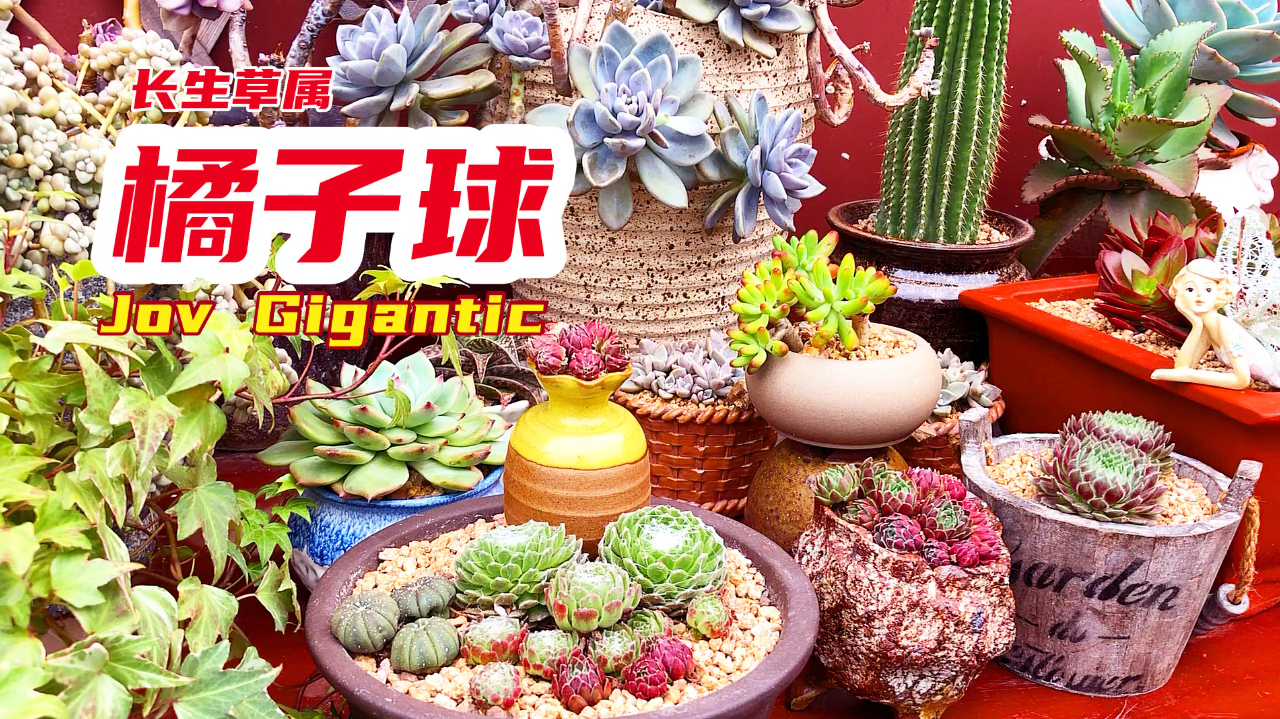 多肉长生草属橘子球 花房里不可缺少的植物 怎么上盆都好看