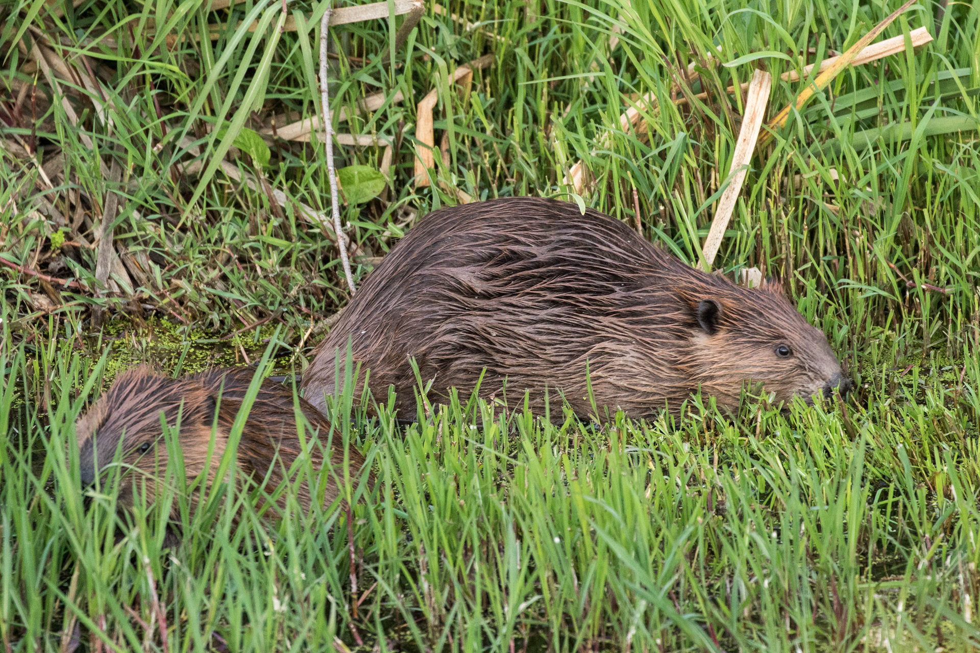 海狸香是世界上四大动物香料之一,很高的经济价值!