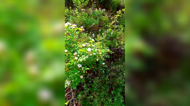 家花沒有野花香,野外遇到的野薔薇朵朵盛開,分外妖嬈