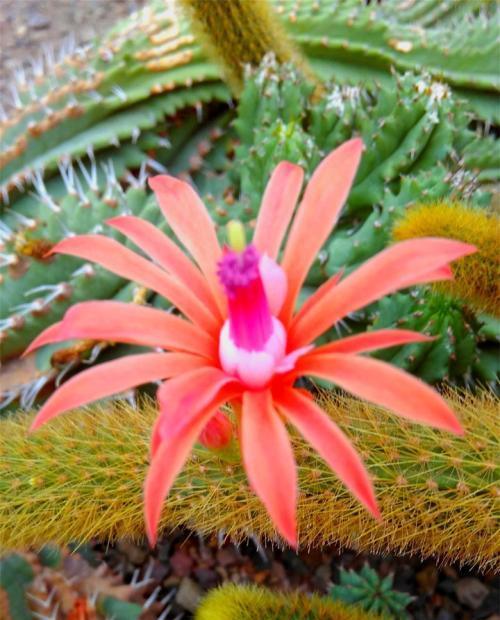 这些毛茸茸的多肉开花,美出天际!