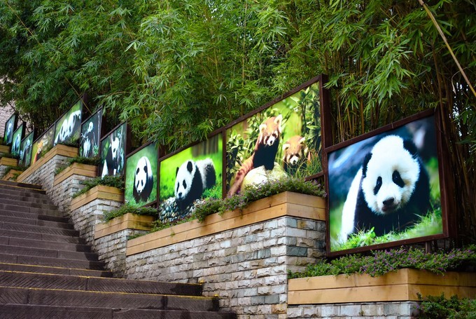 成都 市北郊斧头山,距市区10多公里,有一条宽阔的熊猫大道与市区相连