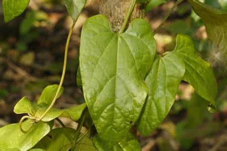 六叶律知识科普,这些你可能不知道!